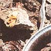 Buckeye moth warming up on a rock.